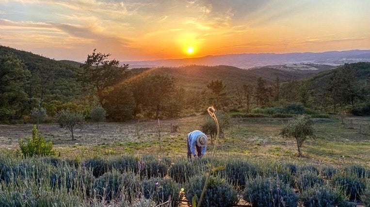 Una pianta, mille benefici. La Lavanda del Montecchio