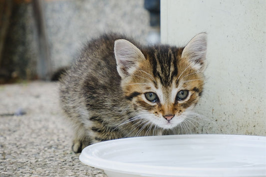 Nel mondo gentile di chi fa volontariato - Storia di Juls